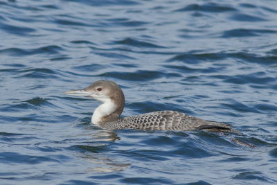 Common Loon