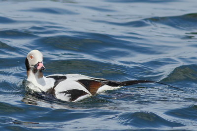 Long-tailed Duck ♂