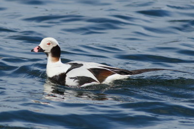 Long-tailed Duck ♂