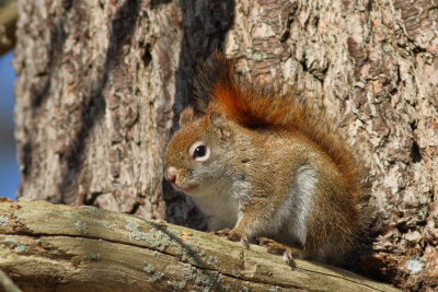 Red Squirrel