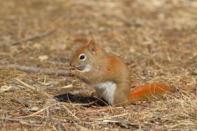 Red Squirrel