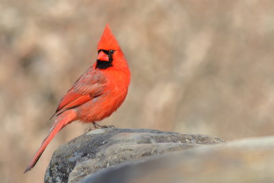 Northern Cardinal ♂