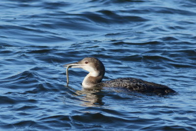 Common Loon