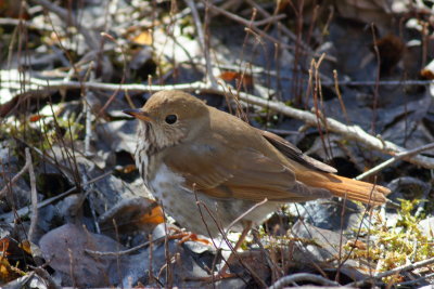 Hermit Thrush