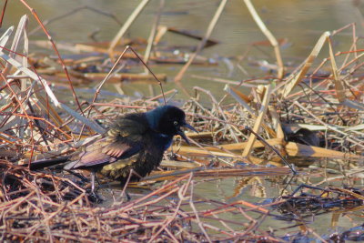 Common Grackle