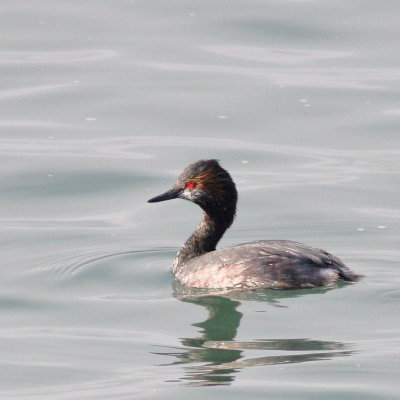 Eared Grebe