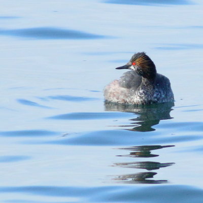 Eared Grebe