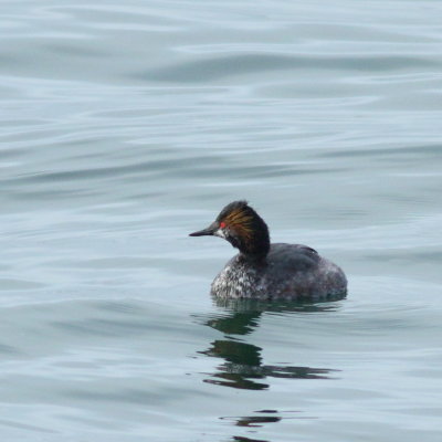 Eared Grebe