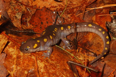 Spotted Salamander