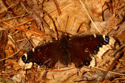 Mourning Cloak