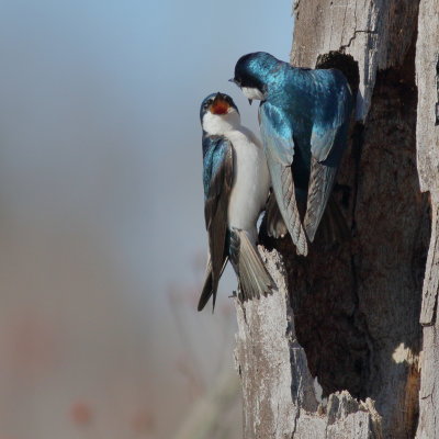 Tree Swallows ♂