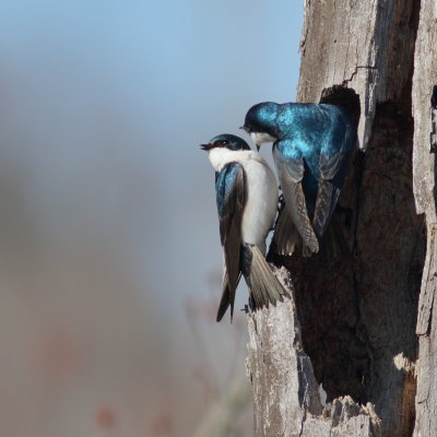 Tree Swallows ♂