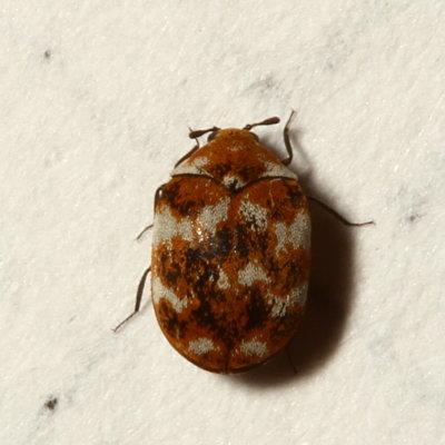 Anthrenus verbasci * Varied Carpet Beetle