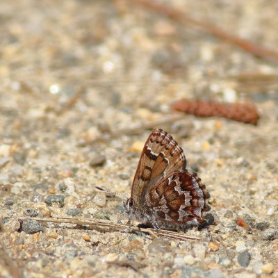 Eastern Pine Elfin