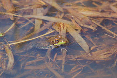 Green Frog