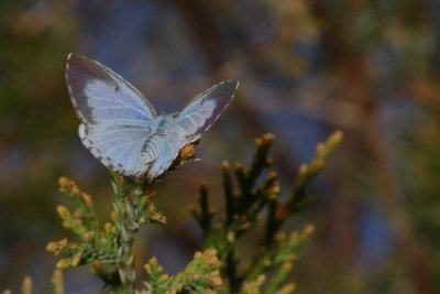 Spring Azure