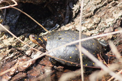 Spotted Turtle