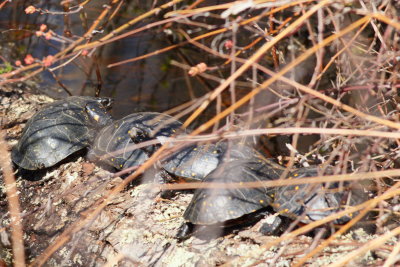 Spotted Turtles