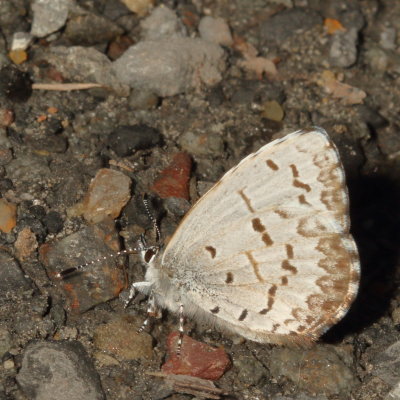 Spring Azure, form marginata