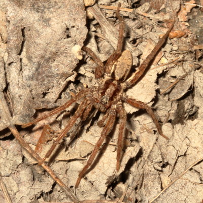 Lycosidae : Wolf Spiders