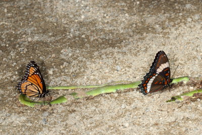 Viceroy & White Admiral