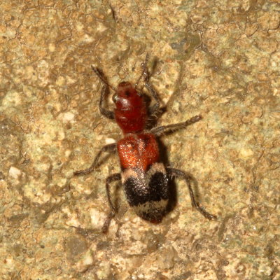 Enoclerus nigripes