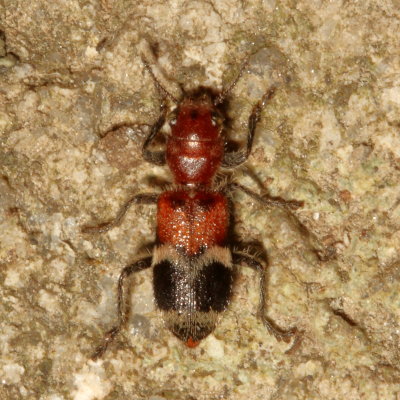 Enoclerus nigripes