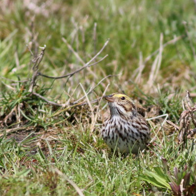 Savannah Sparrow