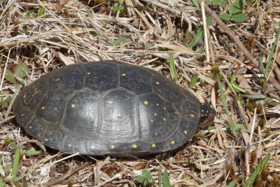 Spotted Turtle