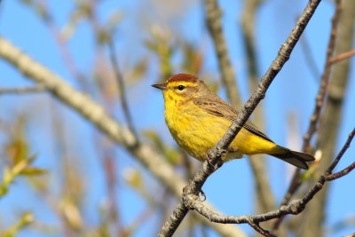 Palm Warbler