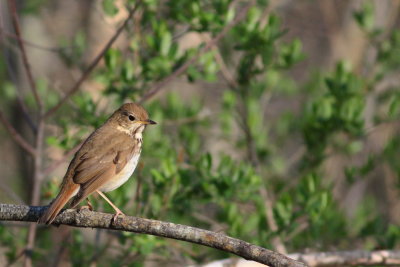 Hermit Thrush