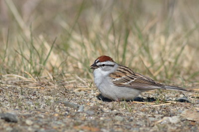 Chipping Sparrow