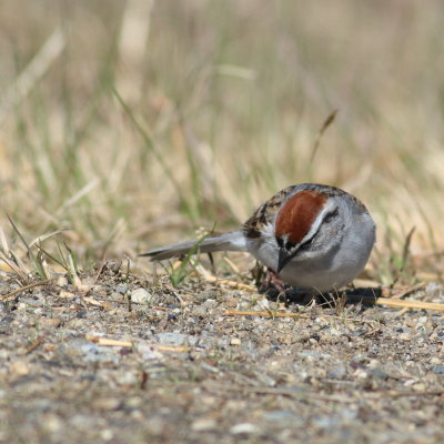 Chipping Sparrow