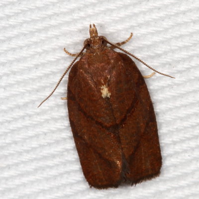 Hodges#3622 * Hickory Leafroller * Argyrotaenia juglandana