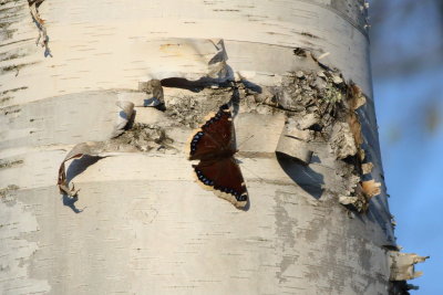 Mourning Cloak