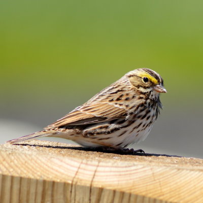 Savannah Sparrow