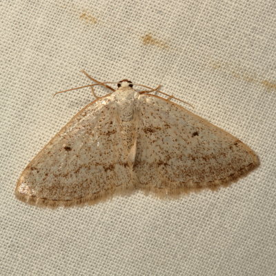 Hodges#6668 * Gray Spring Moth * Lomographa glomeraria