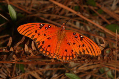 Gulf Fritillary