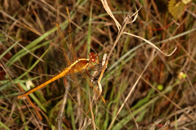 Needham's Skimmer / immature male