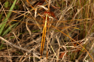Needham's Skimmer / immature male