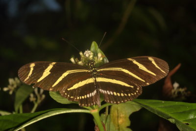 Zebra Heliconian