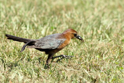 Boat-tailed Grackle ♀