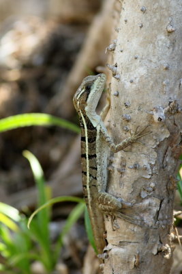 Brown Basilisk / Juvenile before developing crests