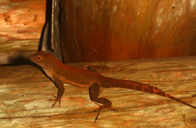 Crested Anole