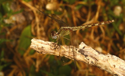 Pin-tailed Pondhawk