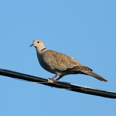 Eurasian Collared-Dove