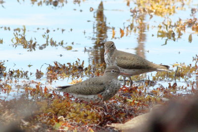 Spotted Sandpiper