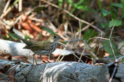 Ovenbird