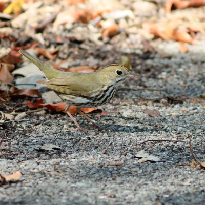 Ovenbird