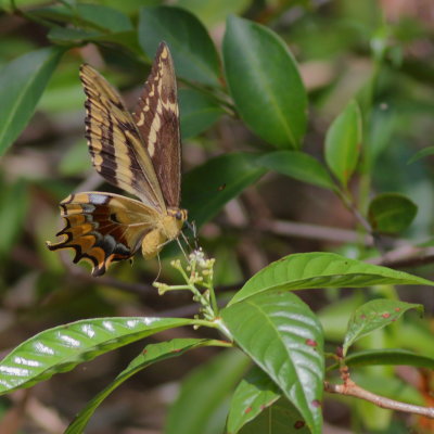 Schaus' Swallowtail